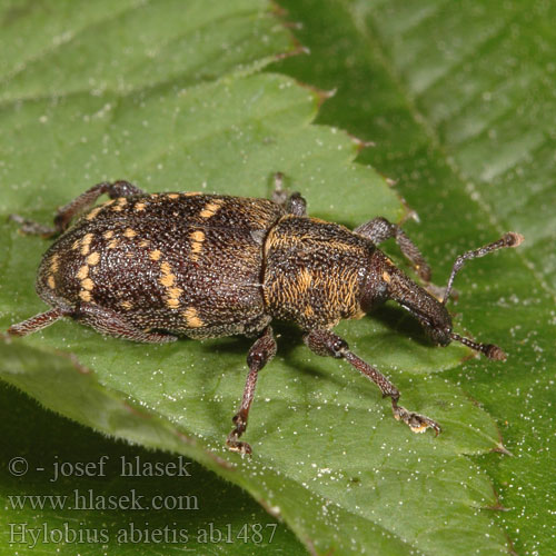 Hylobius abietis