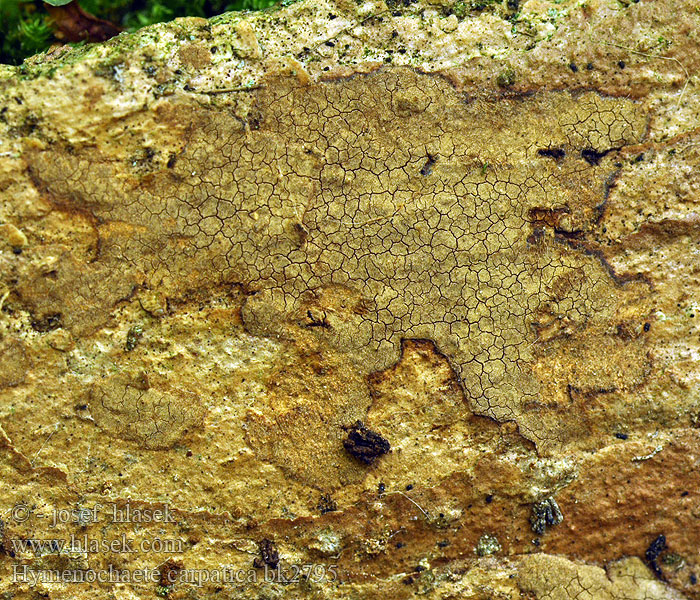 Hymenochaete carpatica Kožovka karpatská Bergahorn-Borstenscheibling