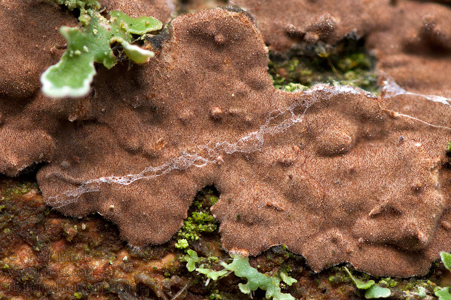 Kožovka karpatská Hymenochaete carpatica Barvedbroddsopp