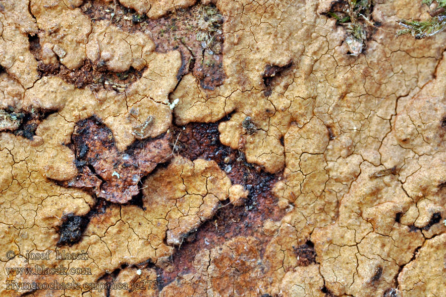 Kožovka karpatská Bergahorn-Borstenscheibling Hymenochaete carpatica