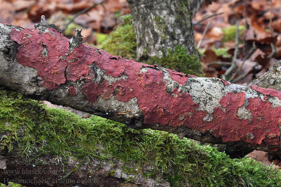 Hymenochaete cruenta Blutrote Borstenscheibling