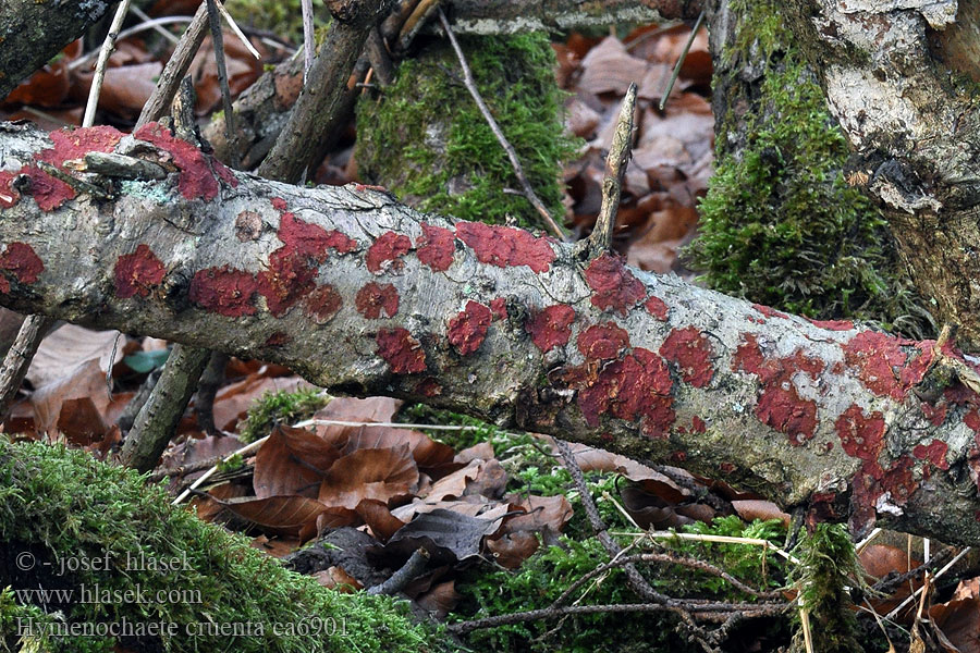 Hymenochaete cruenta Rode borstelzwam