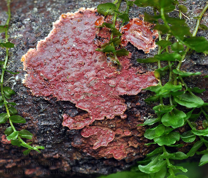 Corticium Cytidia Lomatina Hymenochaete cruenta