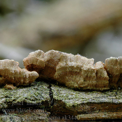 Hymenochaete tabacina ak3440