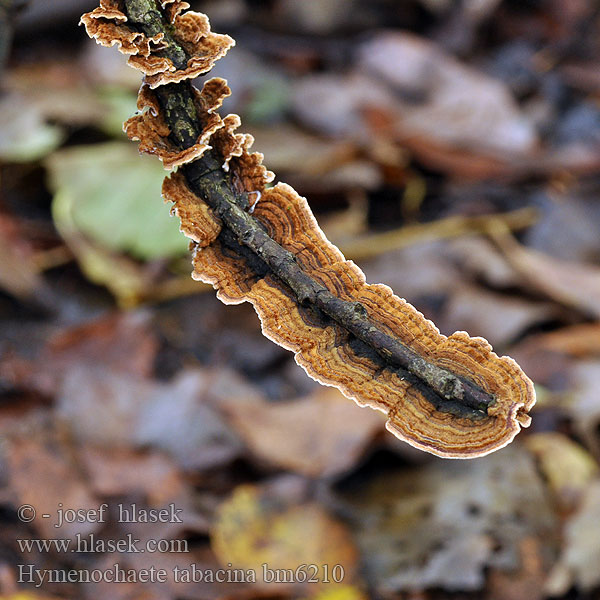 Hymenochaete tabacina タバコウロコタケ Tabakbrauner Borstenscheibling