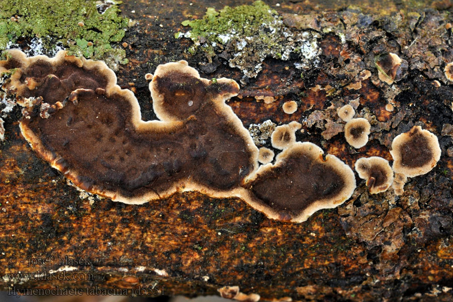 Hymenochaete tabacina