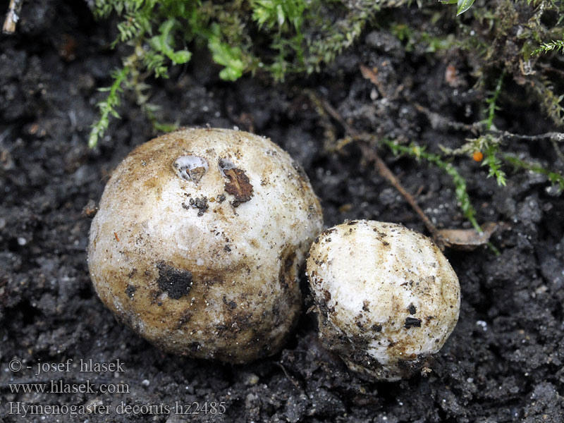 Hymenogaster decorus Hlíza olivová Schöne Erdnuss