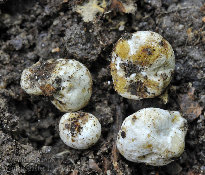 Hymenogaster luteus Hlíza žlutá Gelbe Erdnuss Gele zijdetruffel