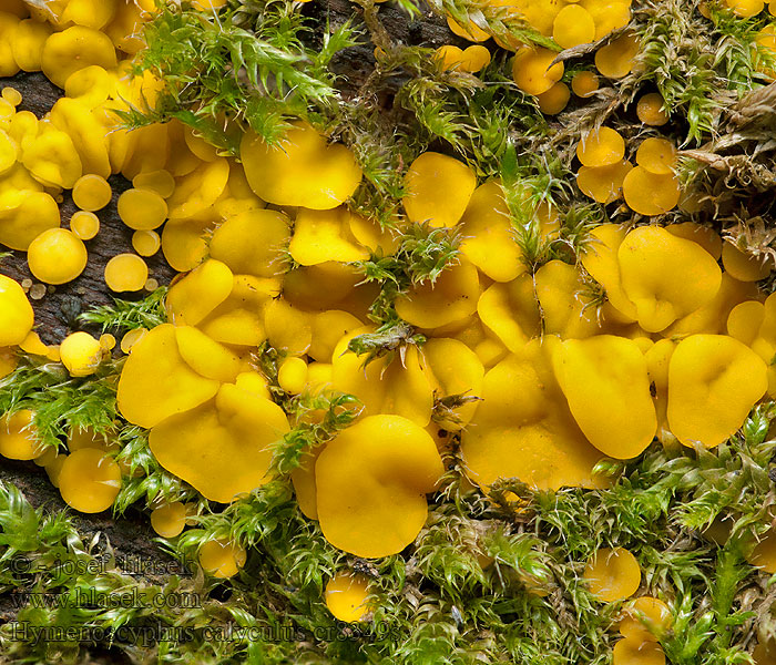 Kleinkelchiges Becherchen Geel houtvlieskelkje