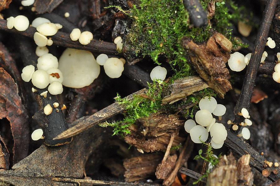 Hymenoscyphus fraxineus Vals essenvlieskelkje