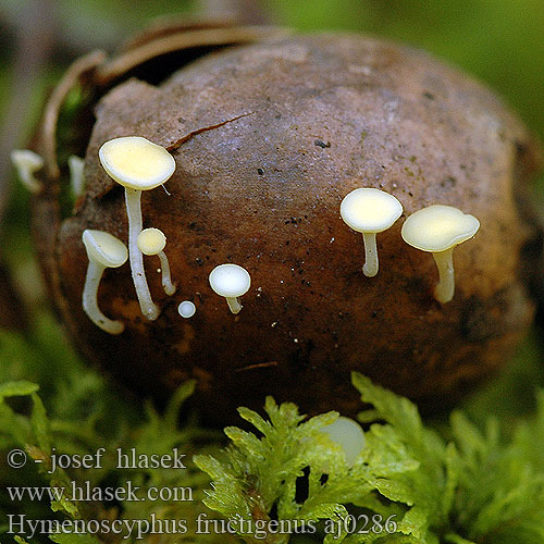 Hymenoscyphus fructigenus Voskovička žaludová plodová