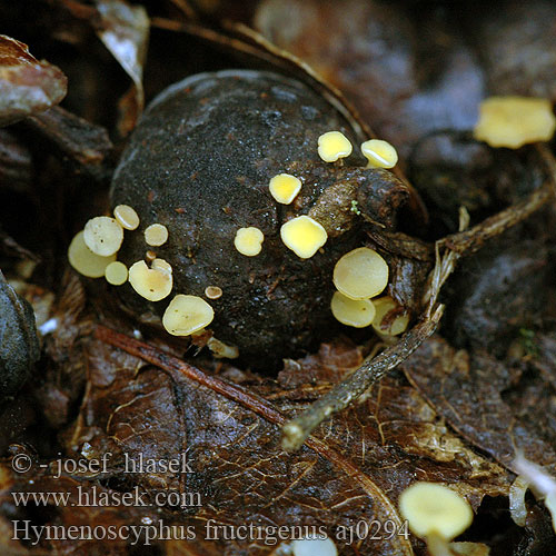 Hymenoscyphus fructigenus Eikeldopzwam Pucharek owocowy