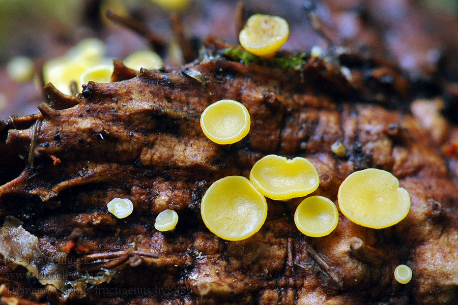 Voskovička žaludová plodová Hymenoscyphus fructigenus