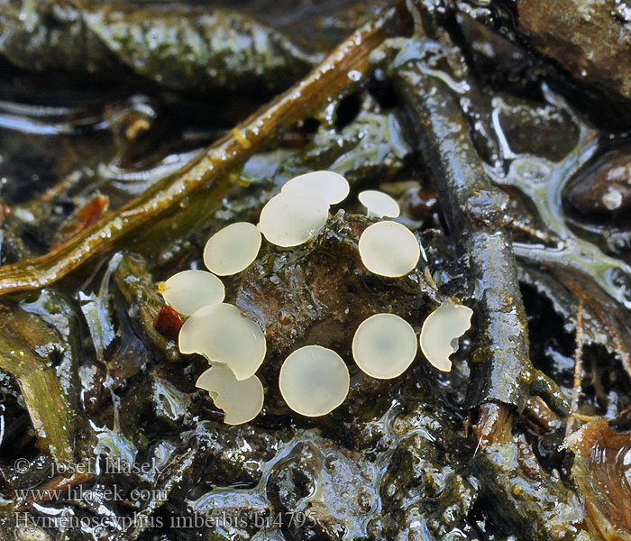 Hymenoscyphus imberbis Voskovička hladká Bartlose Nagelbecherchen