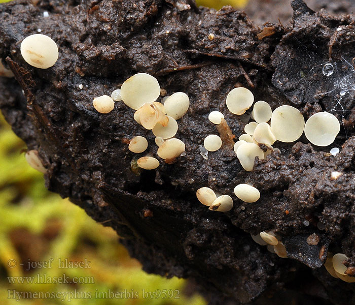 Hymenoscyphus imberbis Verkleurend vlieskelkje Čiašočka hladká