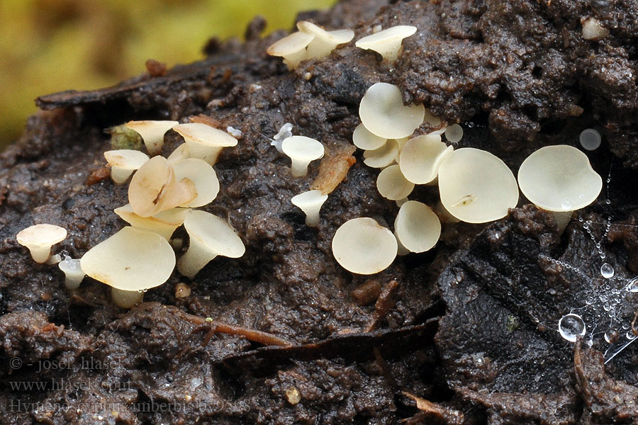 Hymenoscyphus imberbis Voskovička hladká