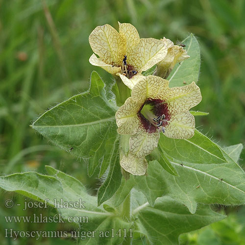 Hyoscyamus niger Блян Blín černý Henbane Hyoscyamus niger