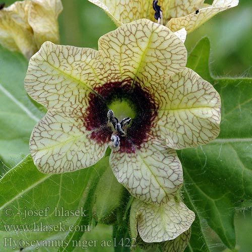 Bilzekruid Lulek czarny Белена Bolmört Henbane Schwarzes Bilsenkraut