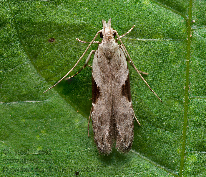 Hypatima rhomboidella