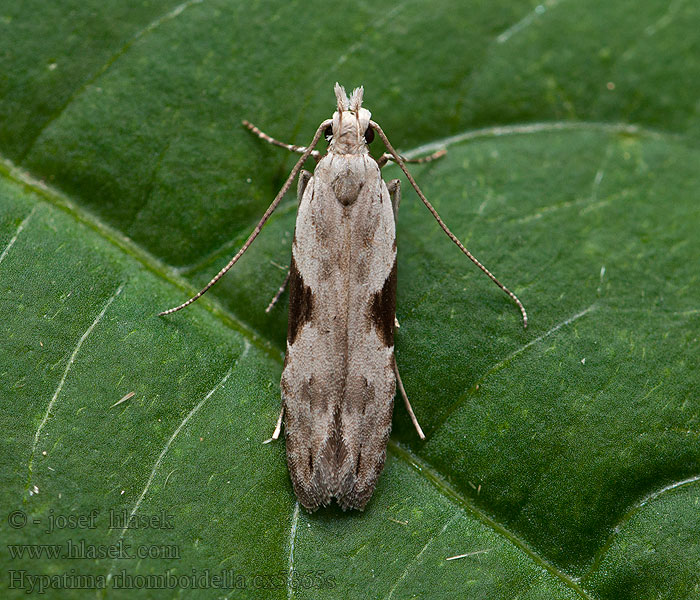 Hypatima rhomboidella