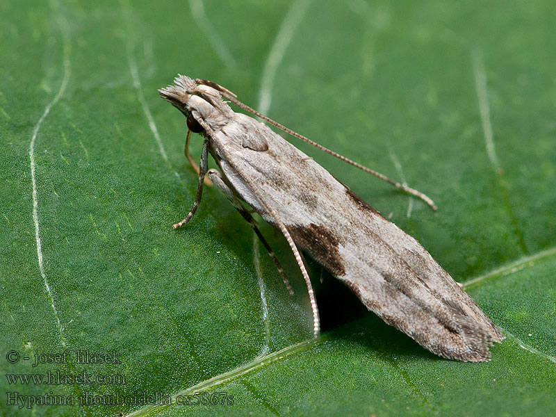 Hypatima rhomboidella