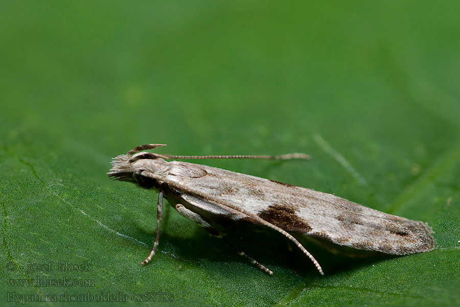 Hypatima rhomboidella