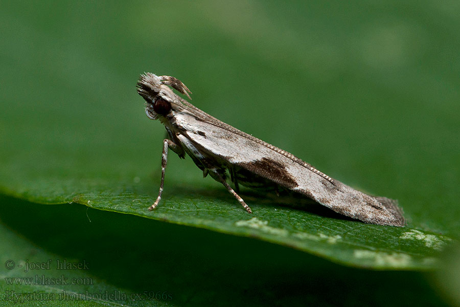 Hypatima rhomboidella