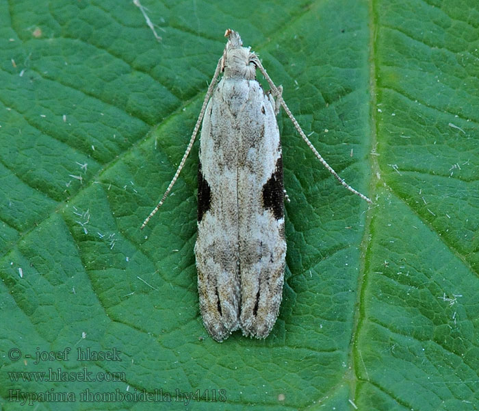 Hypatima rhomboidella Square-spot Crest