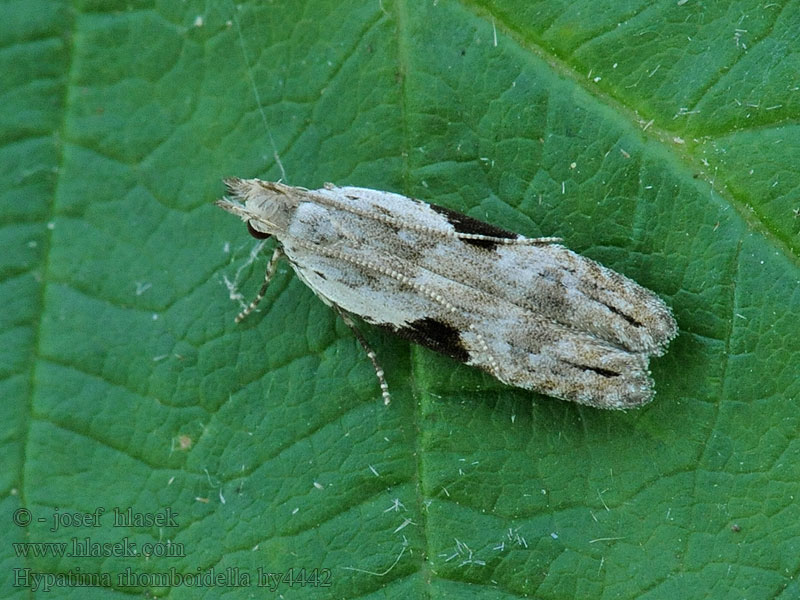 Hypatima rhomboidella Levélhajtó sarlósmoly Aspbågpalpmal