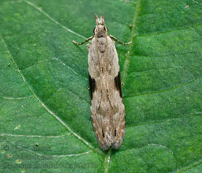 Hypatima rhomboidella