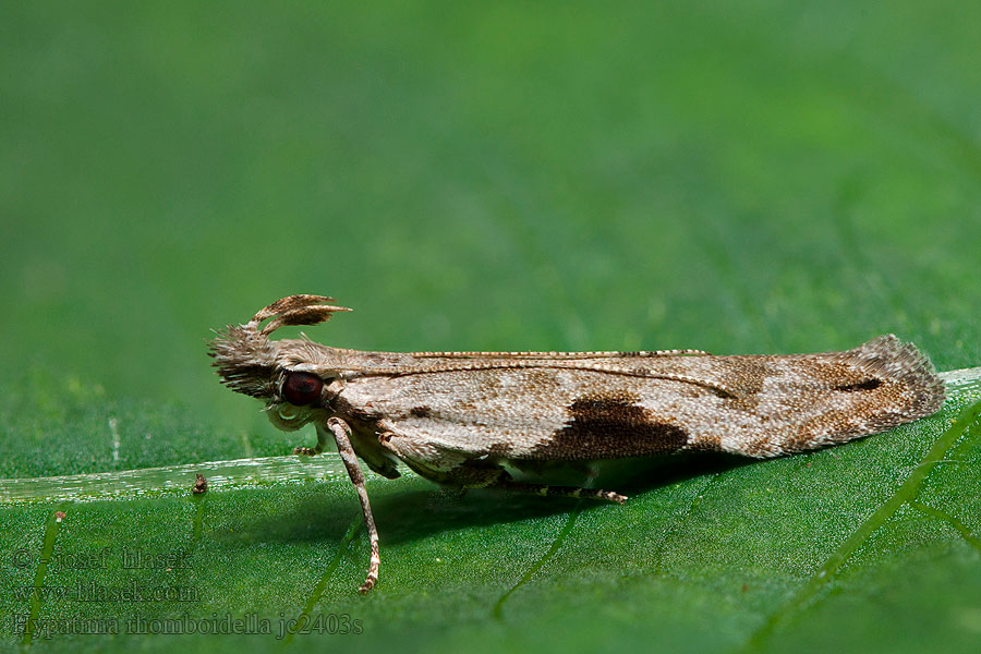 Hypatima rhomboidella