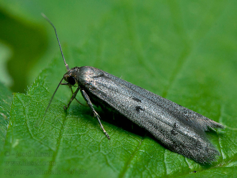 Hypatopa binotella Humusovka smrečinová