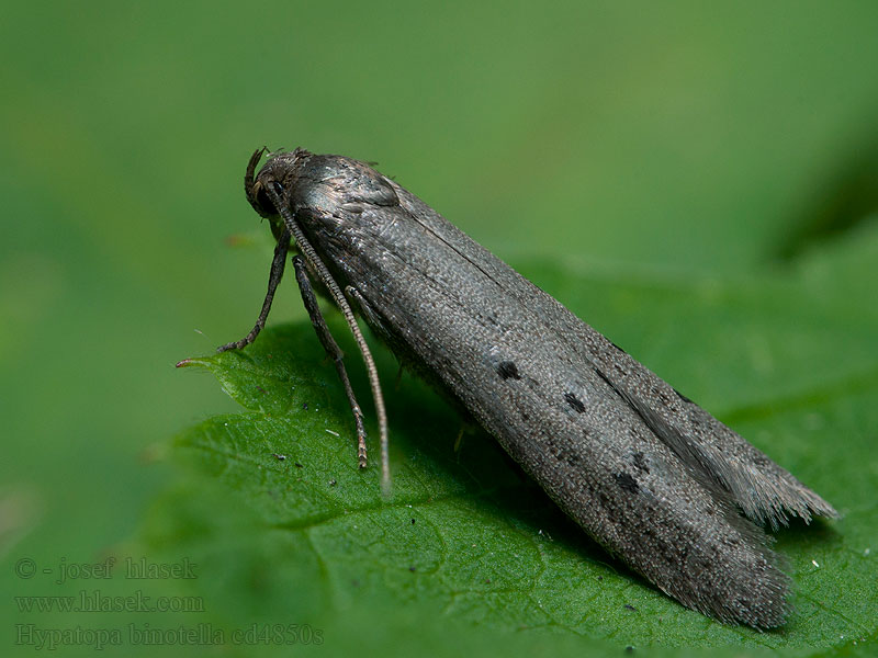 Hypatopa binotella Vijfvlekspaandermot