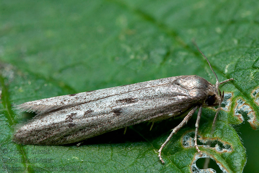 Hypatopa binotella Fenyő-avarmoly