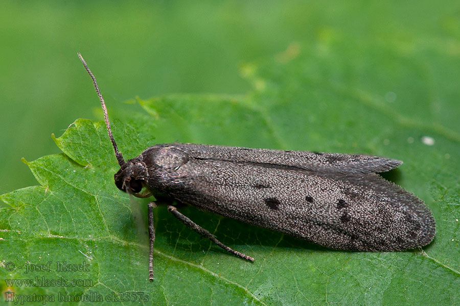 Hypatopa binotella