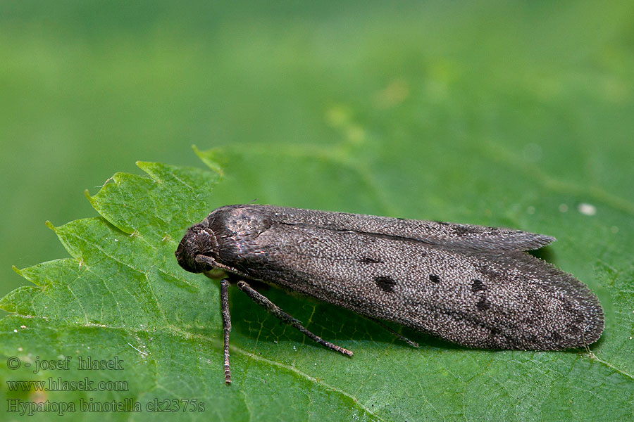 Hypatopa binotella