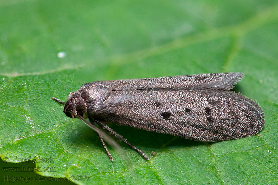 Hypatopa binotella