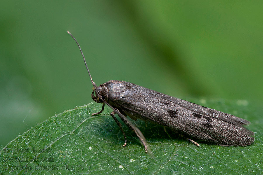 Hypatopa binotella