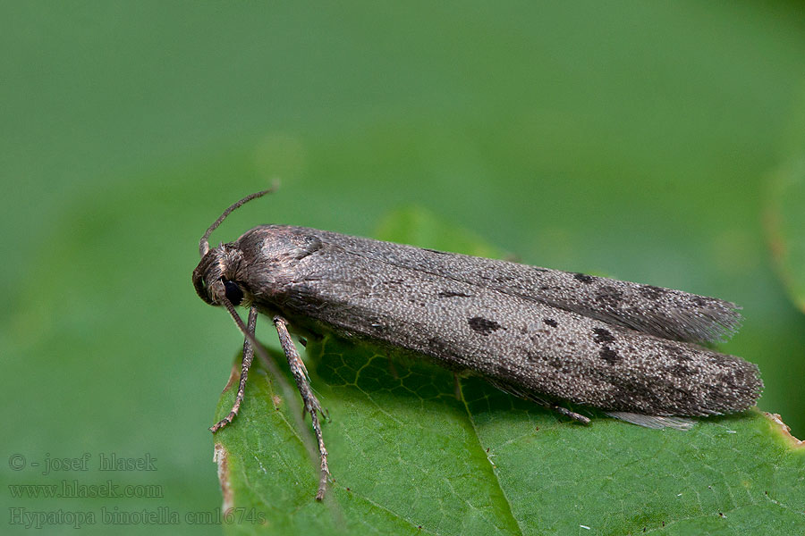 Hypatopa binotella