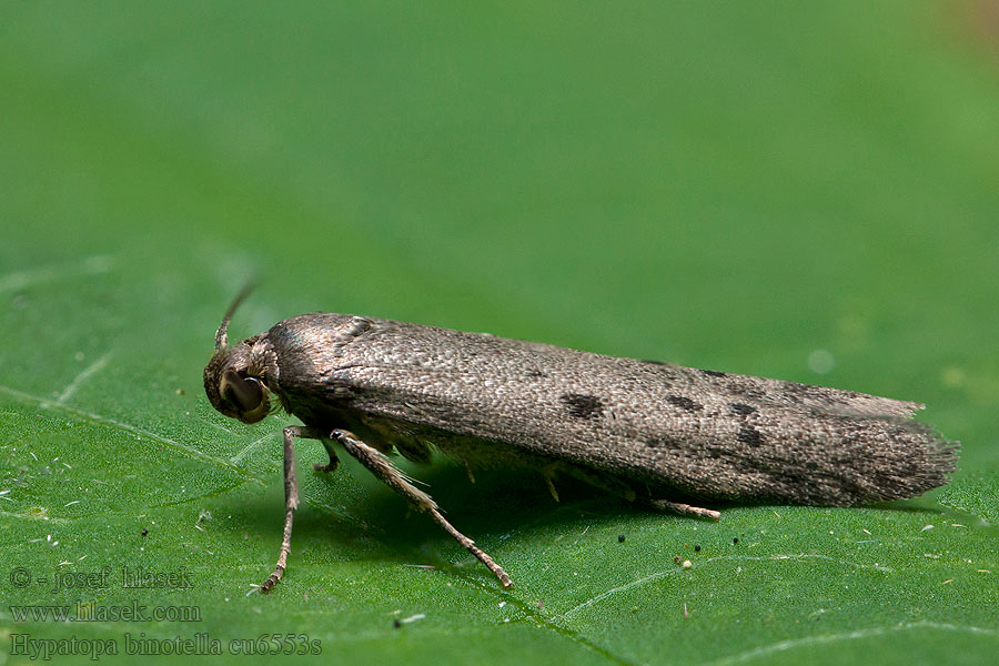 Hypatopa binotella