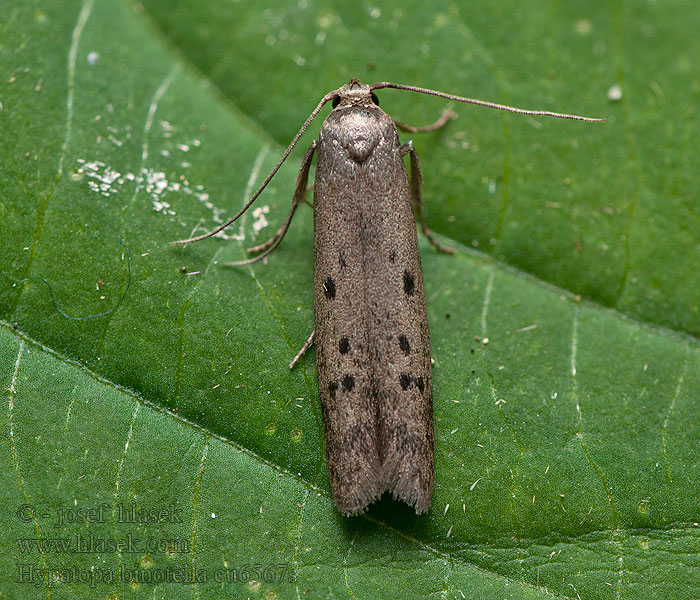 Hypatopa binotella