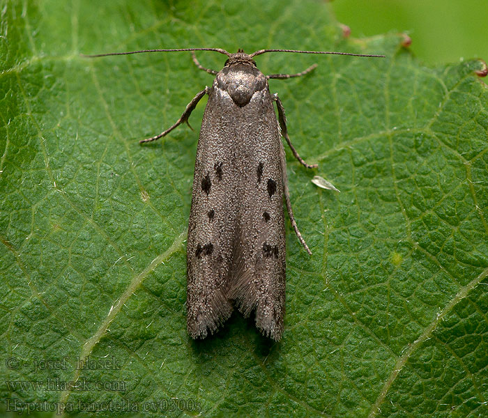 Hypatopa binotella