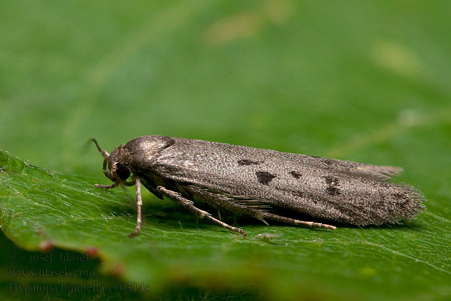 Hypatopa binotella