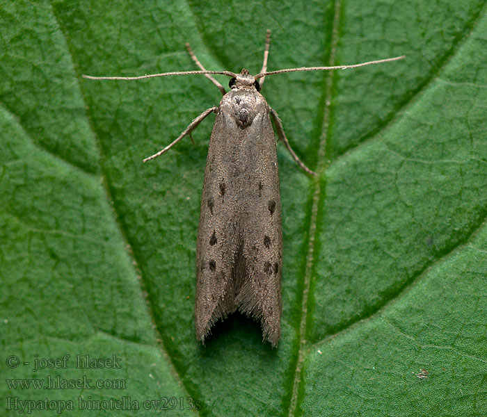 Hypatopa binotella