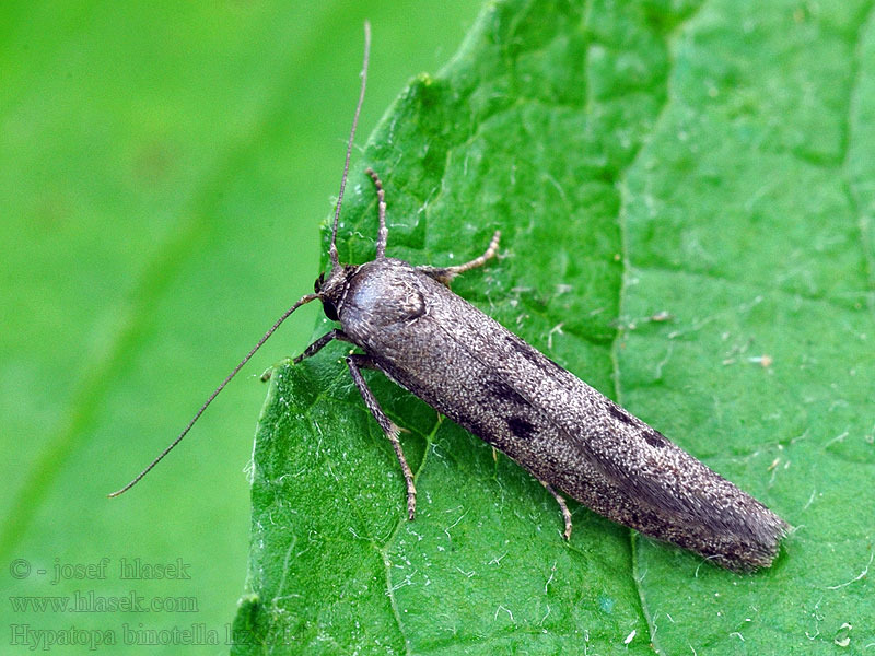 Hypatopa binotella Barrskogsförnamal