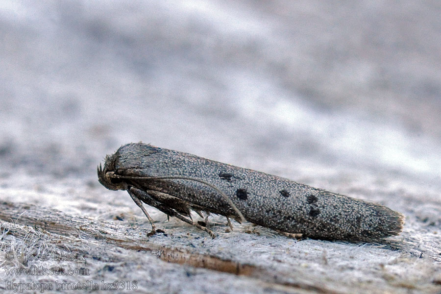 Fenyő-avarmoly Barrskogsförnamal Hypatopa binotella