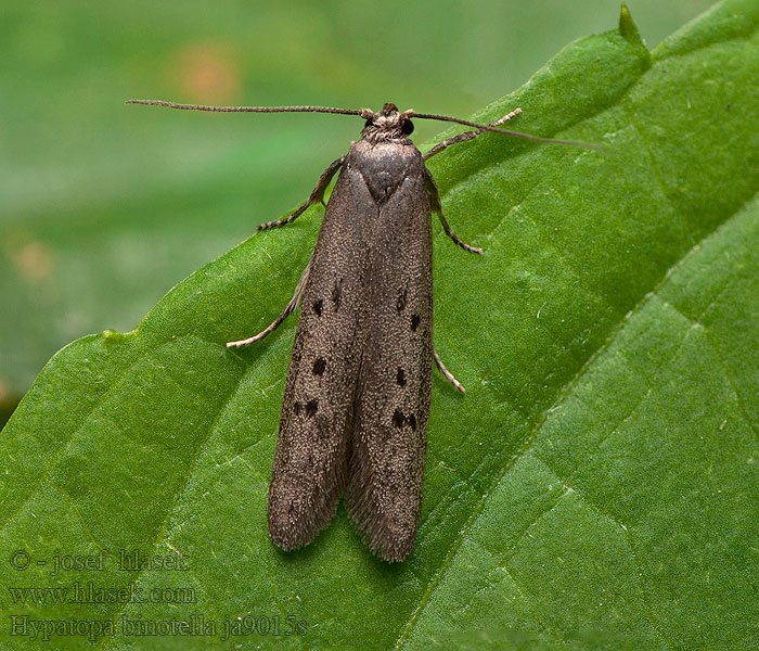 Hypatopa binotella