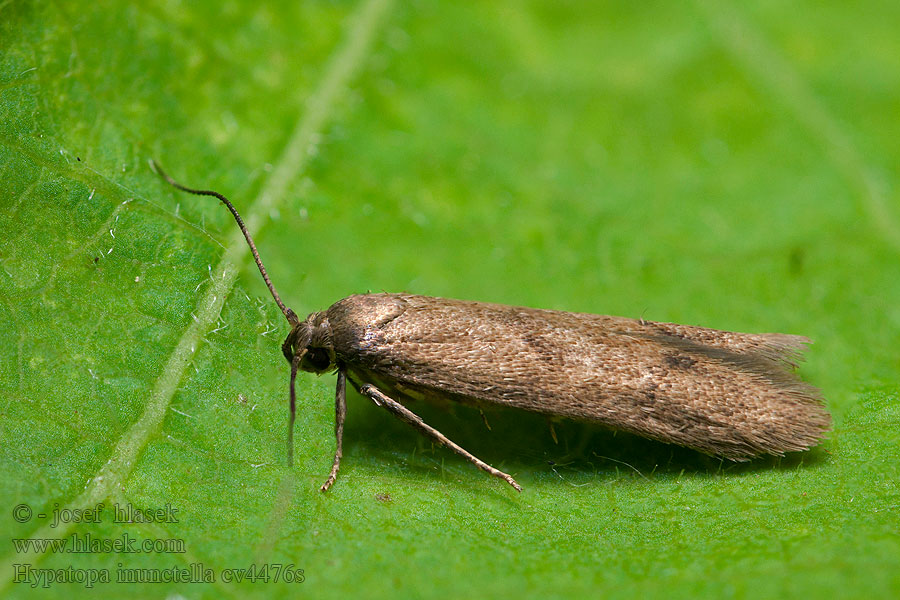 Hypatopa inunctella Platte spaandermot Barna avarevőmoly Alskogsförnamal