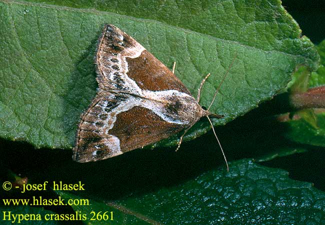 Hypena crassalis Beautiful Snout Samteule Zobonosec borůvkový