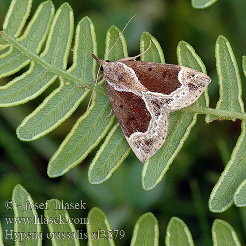 Hypena crassalis Pamora čučoriedková Källfly Blabarnebbfly